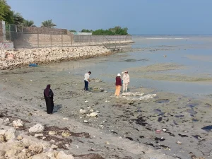 Oględziny źródeł słodkiej wody w rejonie Qal'at al-Bahrain podczas odpływu morza (Foto: Ł. Rutkowski)