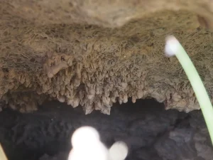 Speleotemy gipsowe rozwijające się na stropie jaskini wewnątrz tumulusa gipsowego
