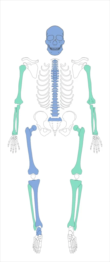 A formalized approach to choosing the best methods for reconstructing stature in the case of poorly preserved skeletal series. Publikacja artykułu w otwartym dostępie